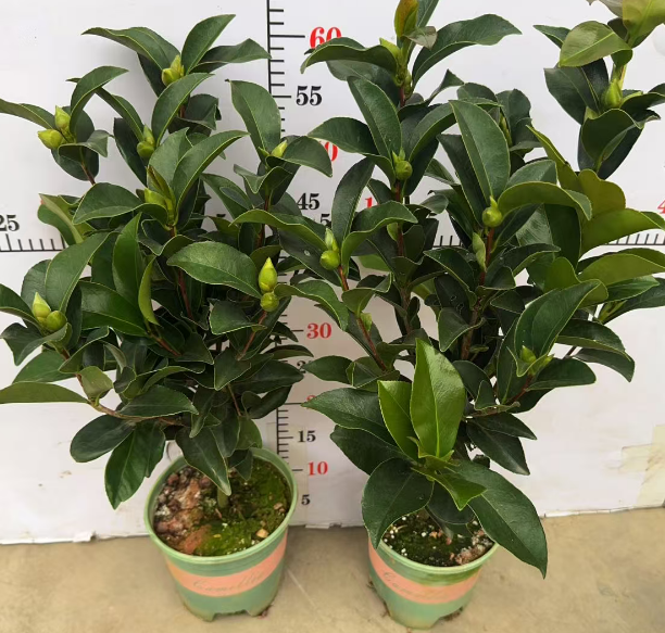 Камеллиа Суммер 7 старс 18 60