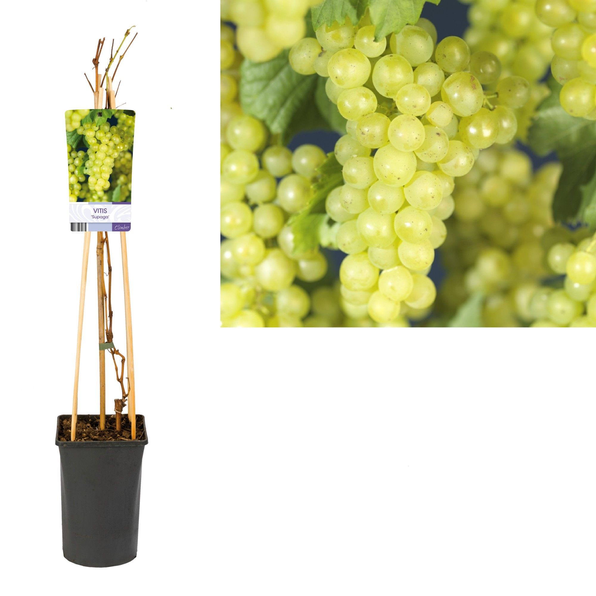 Vitis 'Supaga' +light label, D 17