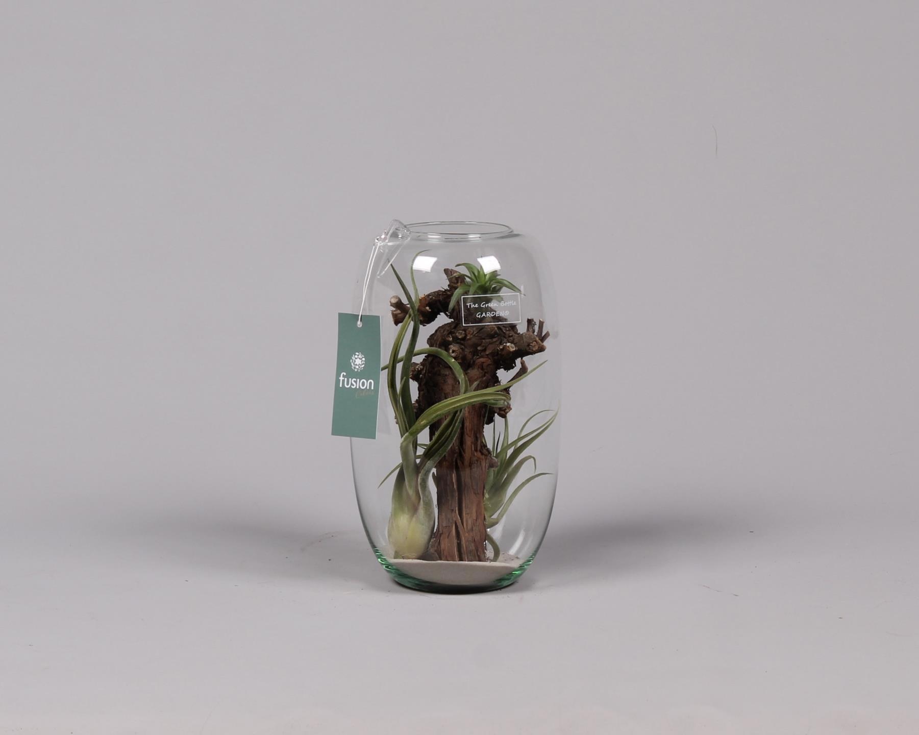 Green Bottle Isabella medium met air tillandsia, D 15