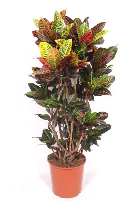 Codiaeum Petra (Croton Petra), D 30