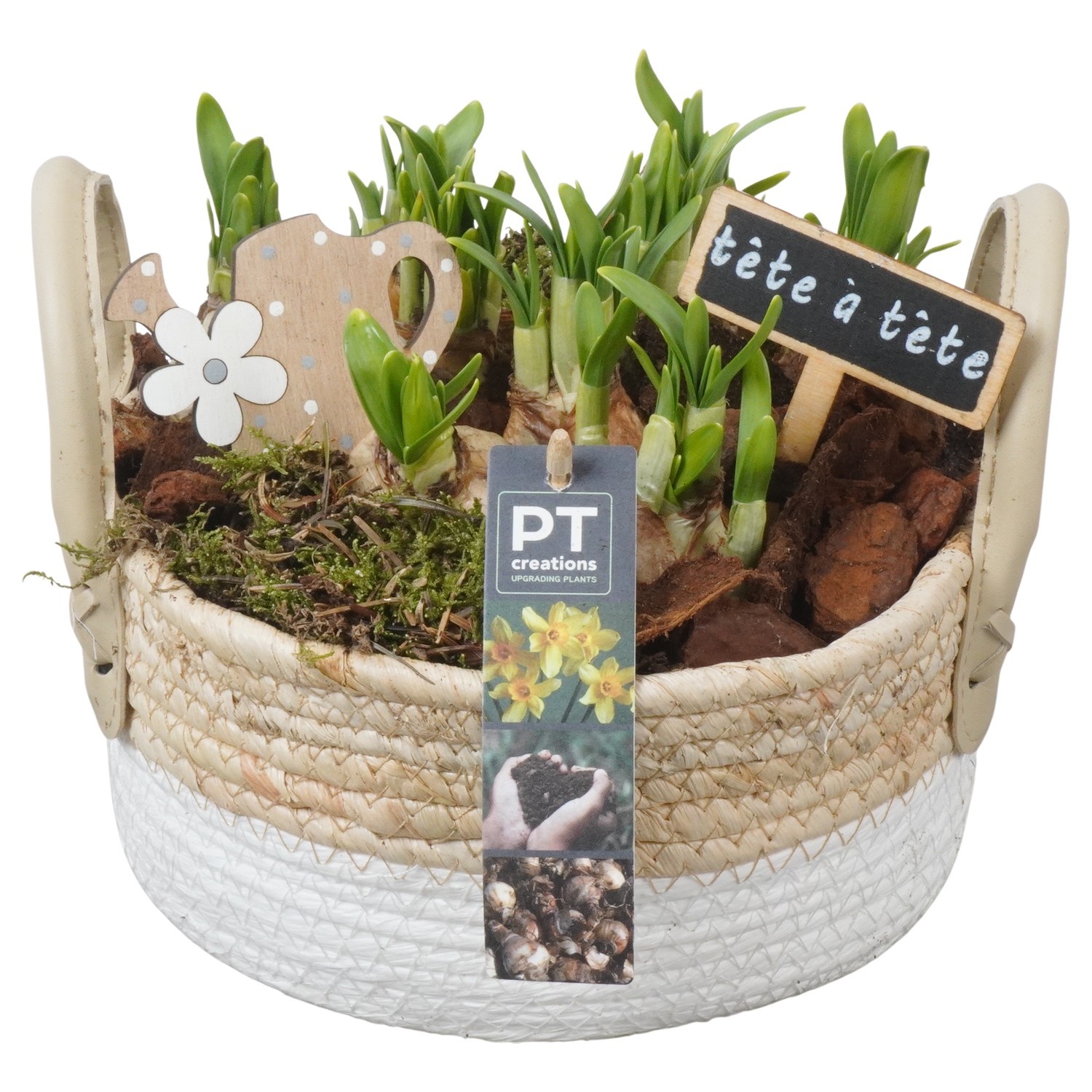 PTN8625 Arrangement Narcissus in rieten mand, D 21
