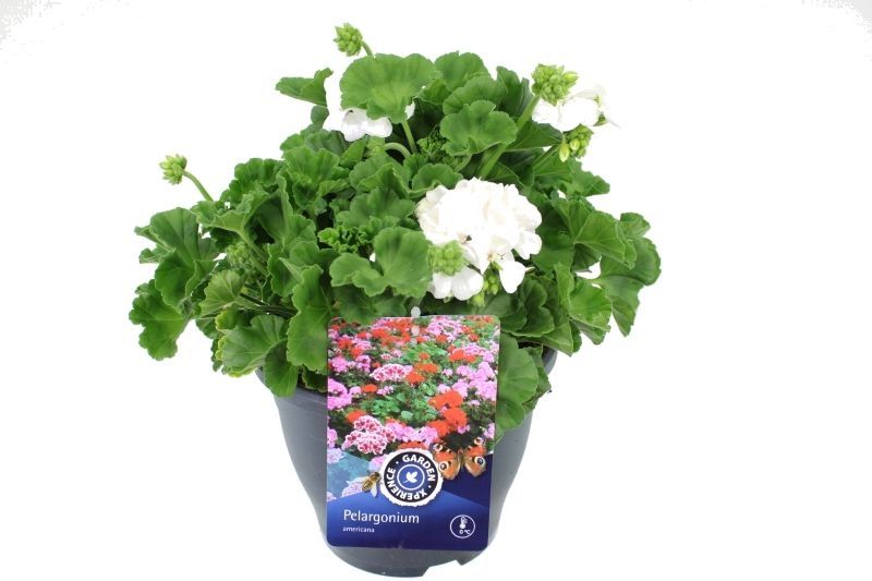 Pelargonium americana White, D 23
