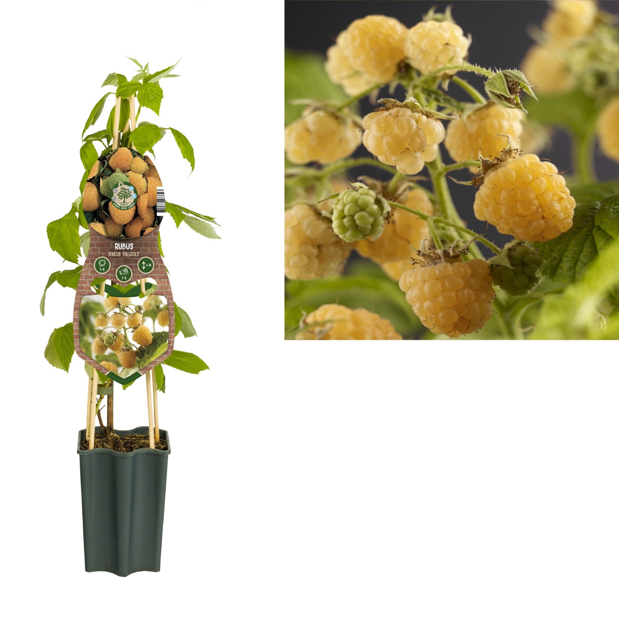 Rubus idaeus 'Fallgold' +3.0 label, D 15