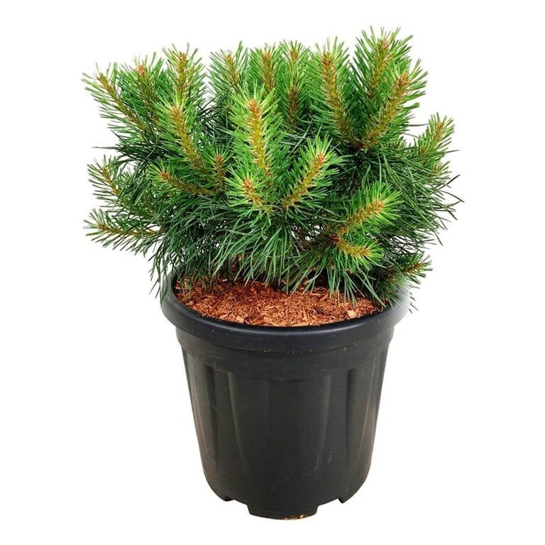 Pinus sylv. 'Blue Pearl' ®, D 32 cm