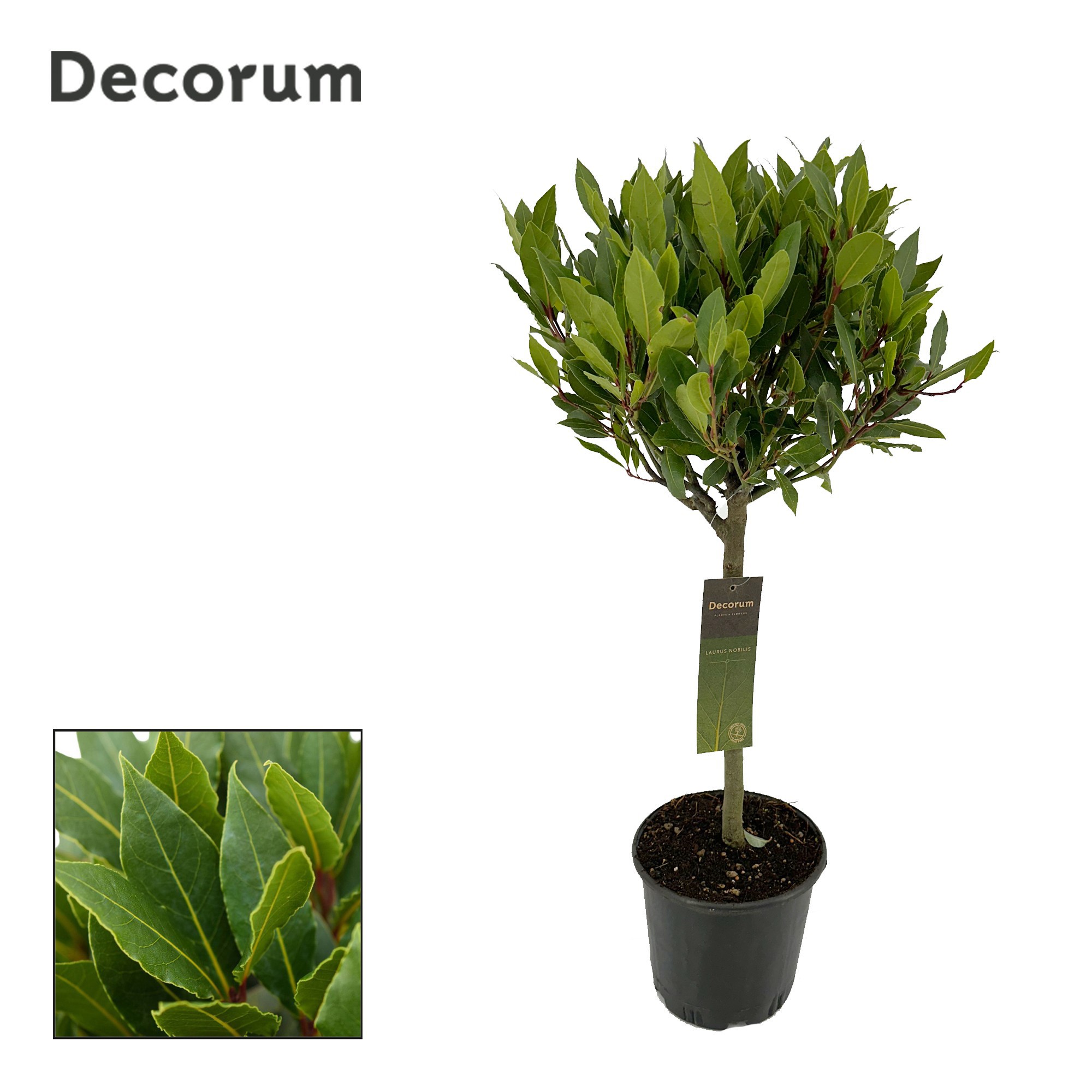 Laurus nobilis Bol op stam, D 20