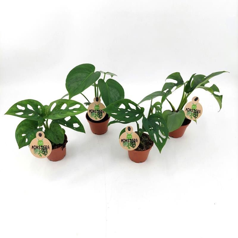 MONSTERA HYBRID MIX H1810, D 6