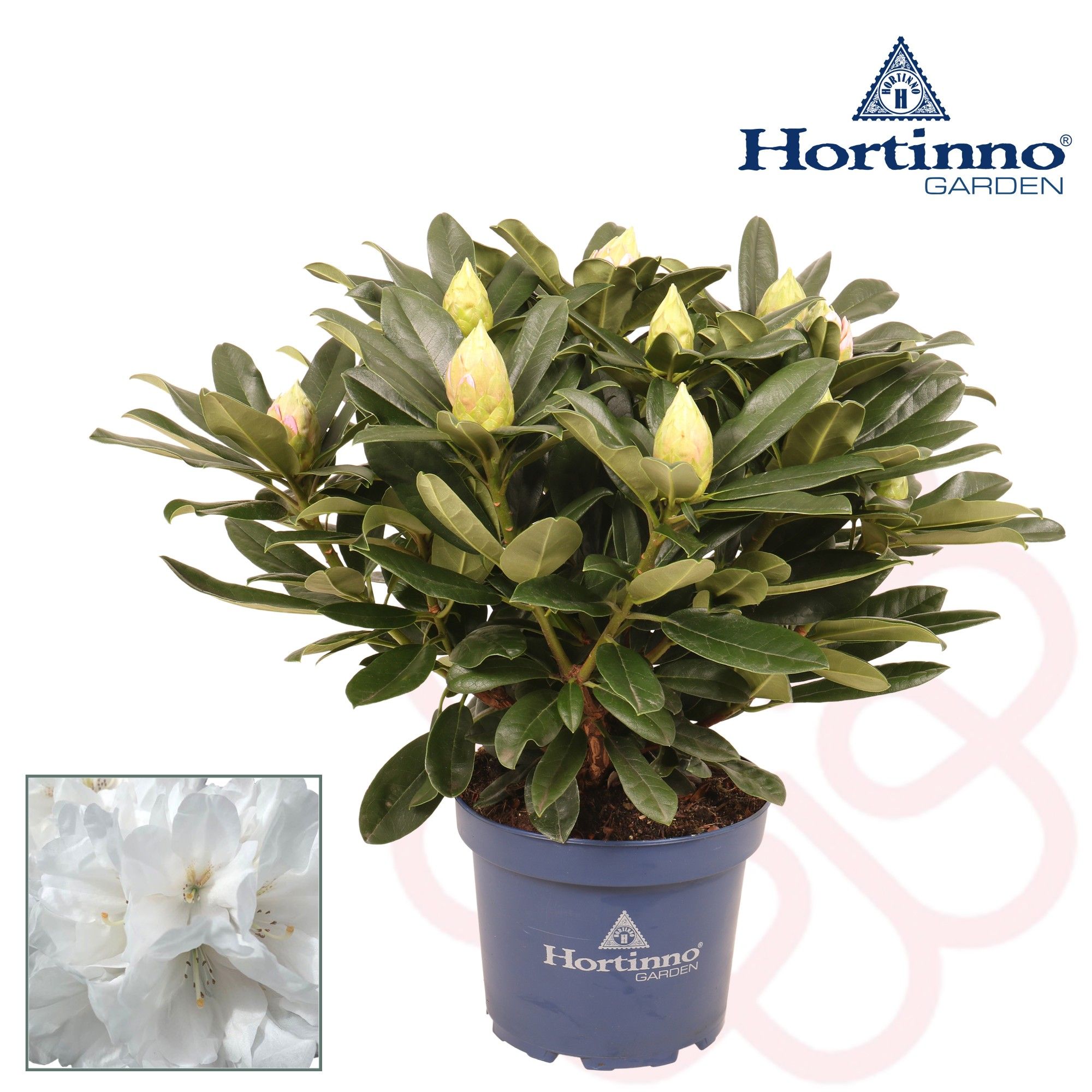 Hortinno® Garden XXL White Flamingo groen 50 - 60 cm, D 23 cm