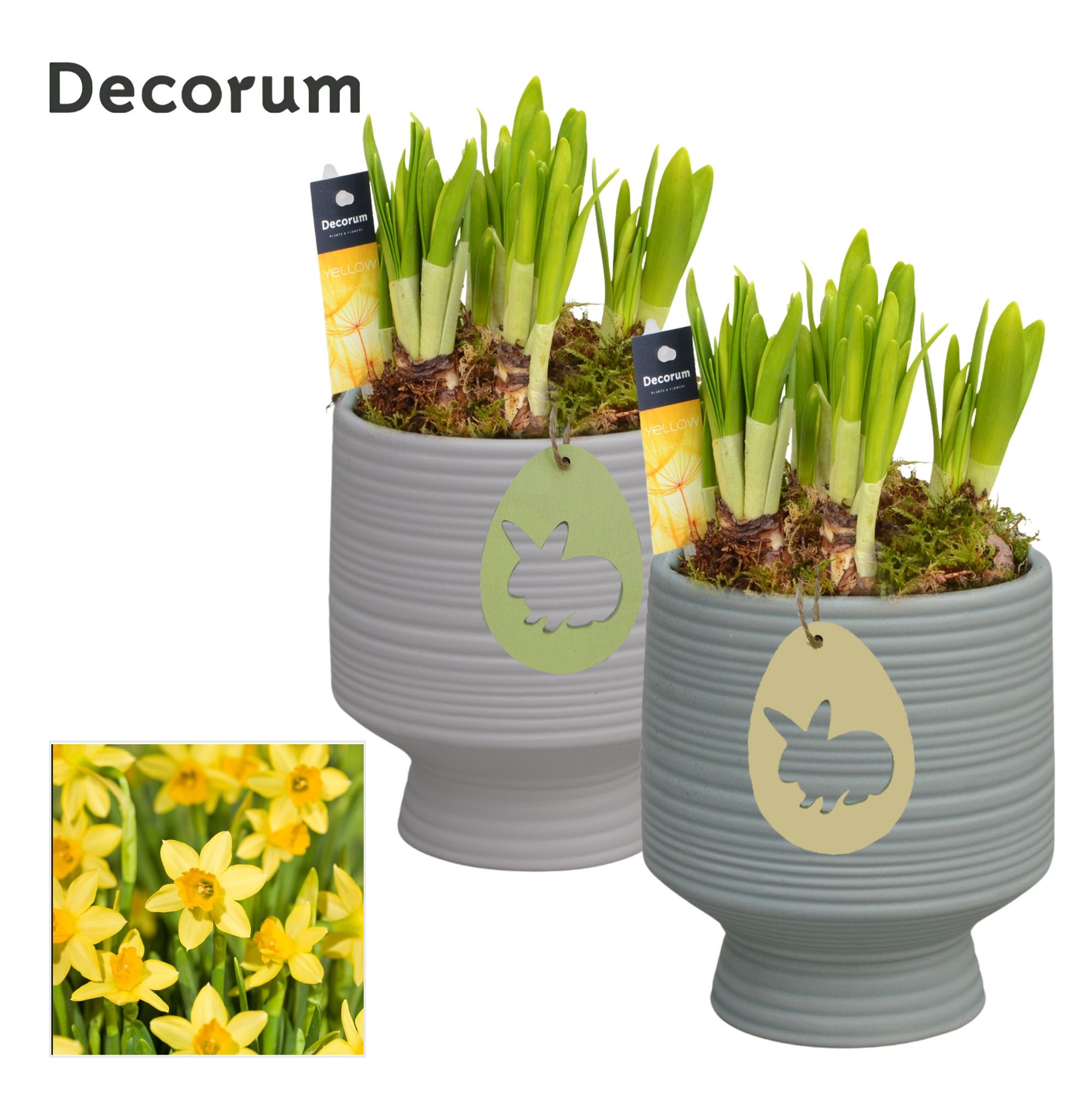 Narcis Pot sur Pied [YELLOW], D 13
