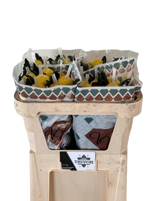 Хризантема од. Петр 65, шт. Хризантема од. Петр 65, шт.