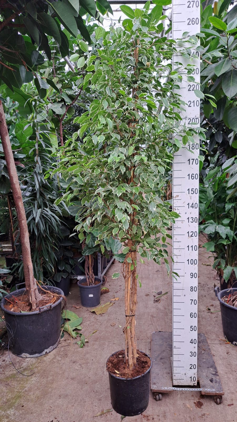 Ficus Benjamina Golden King multistam, D 35 cm Ficus Benjamina Golden King multistam, D 35 cm