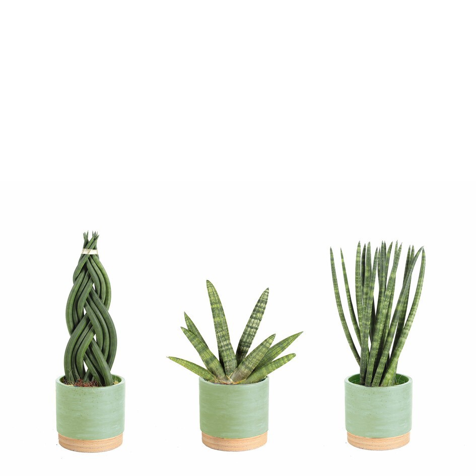 GREEN MIX 31123103 Woodbase Green, D 11 cm