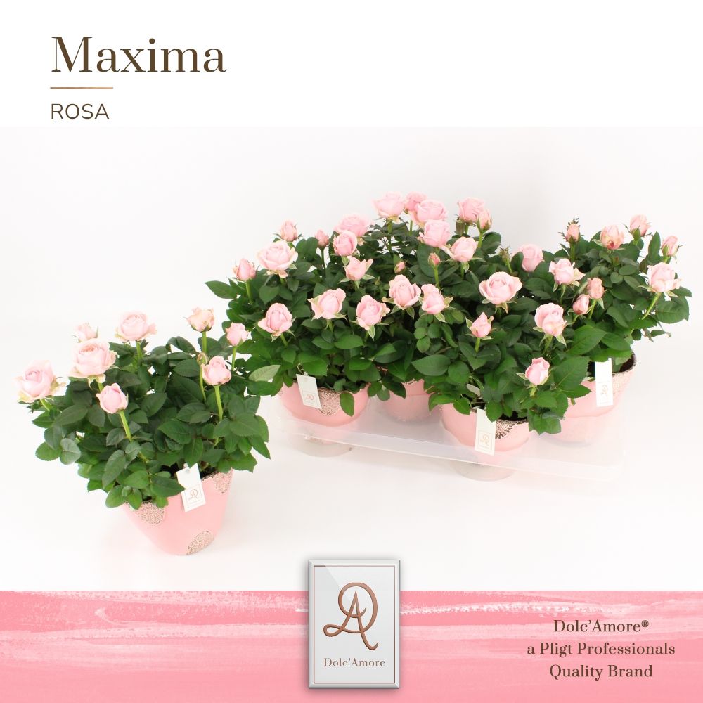 Potroos Infinity Princess P14 Dolc'Amore® in Rustique Keramiek, D 14 cm Potroos Infinity Princess P14 Dolc'Amore® in Rustique Keramiek, D 14 cm