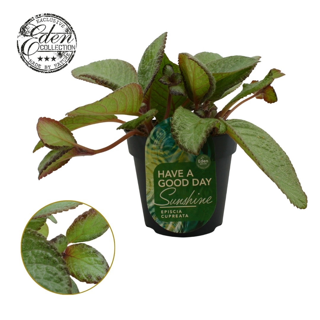 Episcia cupreata Tierra Menta 12cm, D 12 cm
