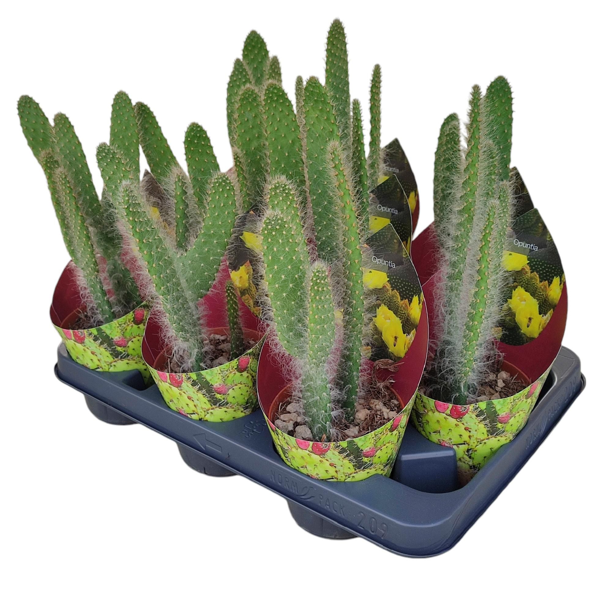 OPUNTIA ENGELMANNII CV. BOSKOWITZII - POT Ø 10,5 WITH POTCOVER (CACTUS), D 10,5