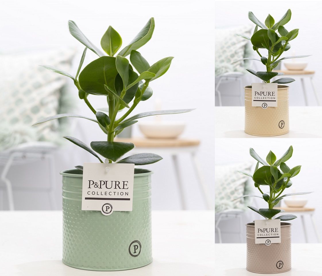 Clusia Rosea Princess in P&PURE Louise 4 ass.3, D 12