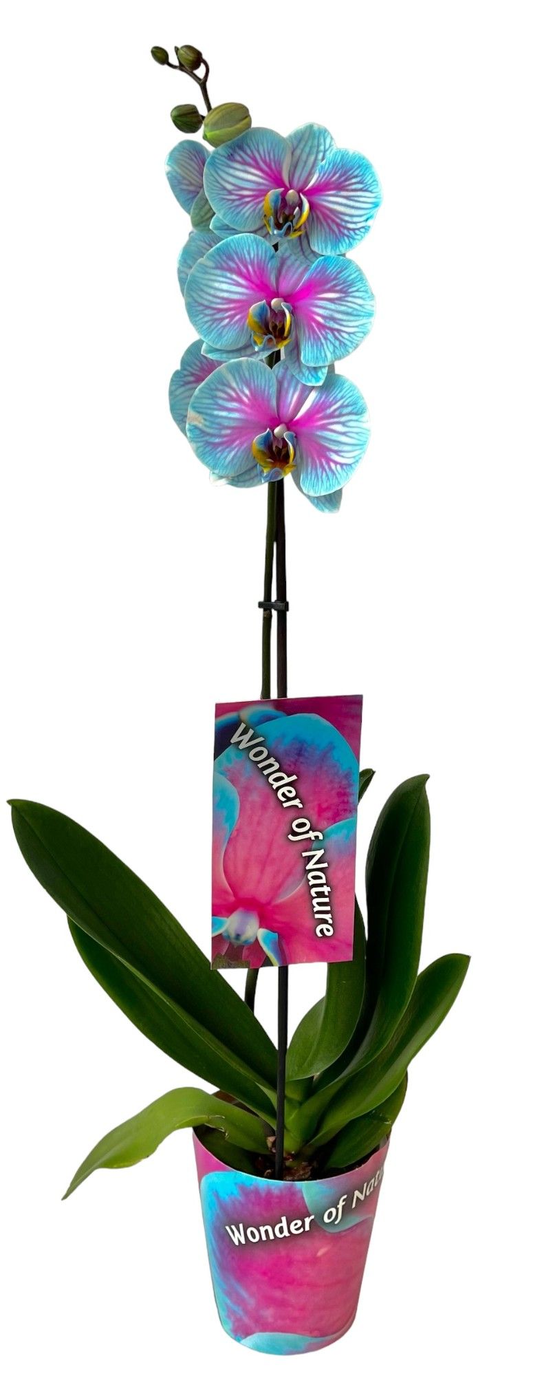 Wonder of nature 1 tak, D 12