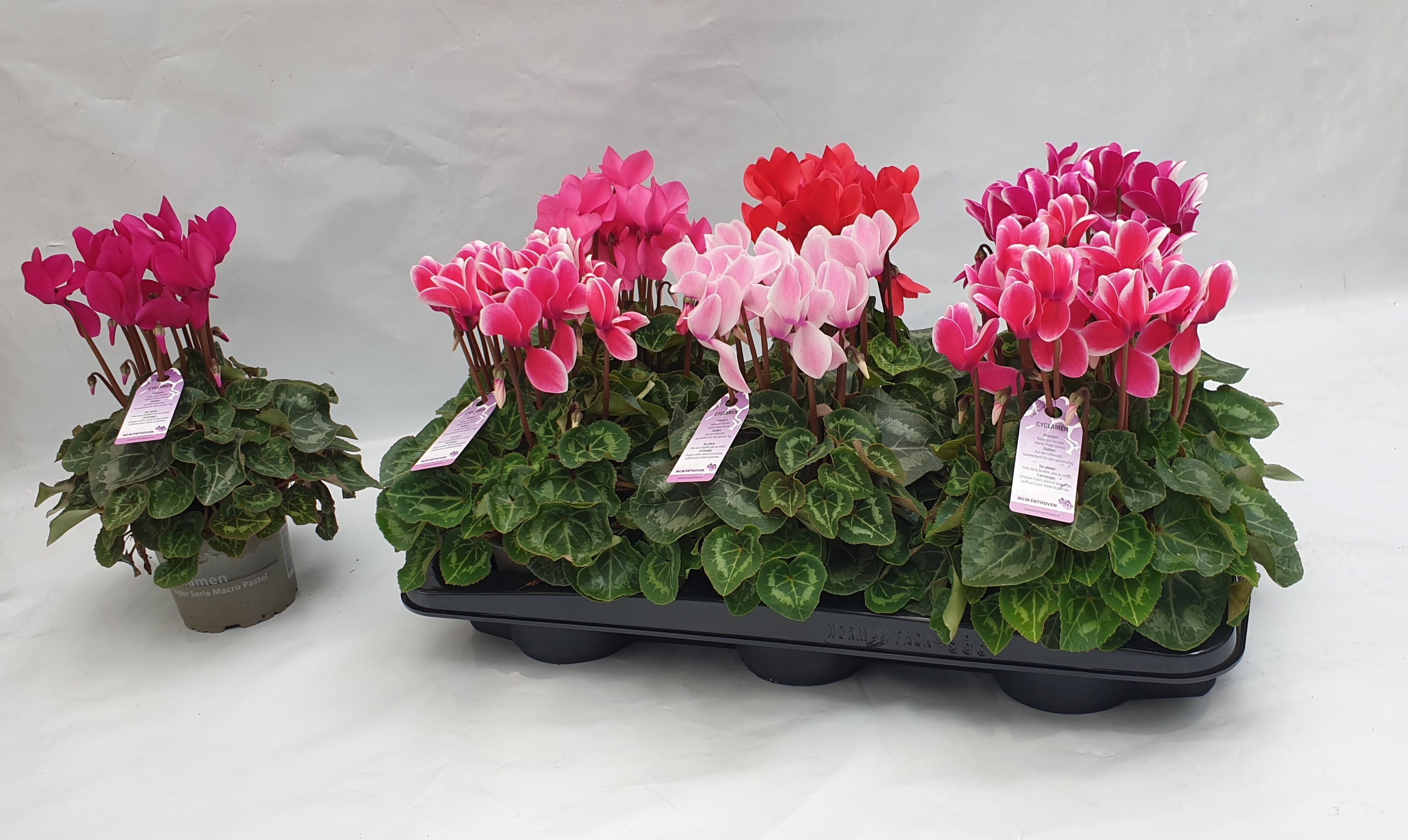 cyclamen super serie macro pastel 6 gaats (386 fust), D 12 cm cyclamen super serie macro pastel 6 gaats (386 fust), D 12 cm