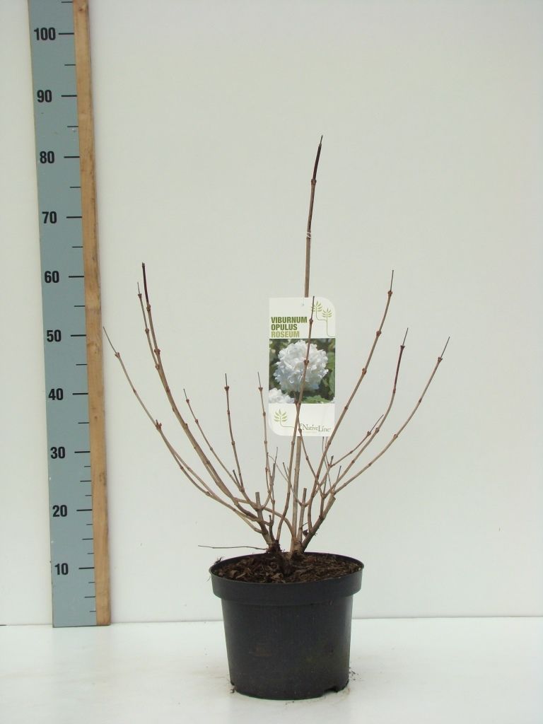 Viburnum opulus 'Roseum' C 4,6, D 23