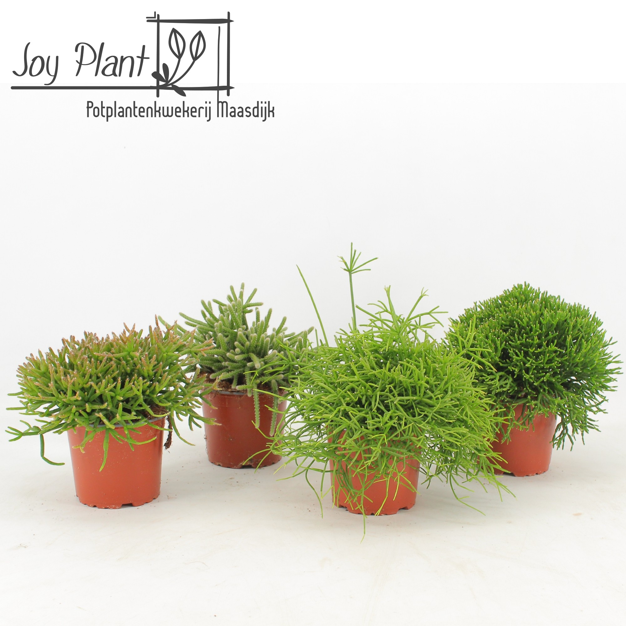 Rhipsalis gemengd p12 zonder etiket, D 12