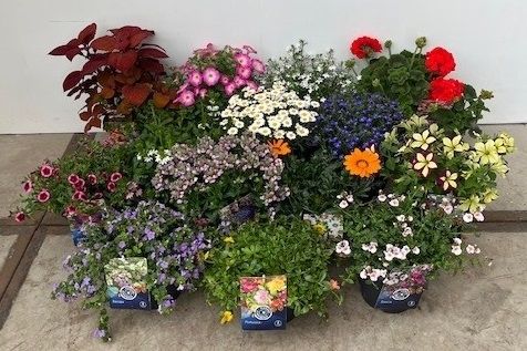 Perkplanten mix- laag, D 23 cm