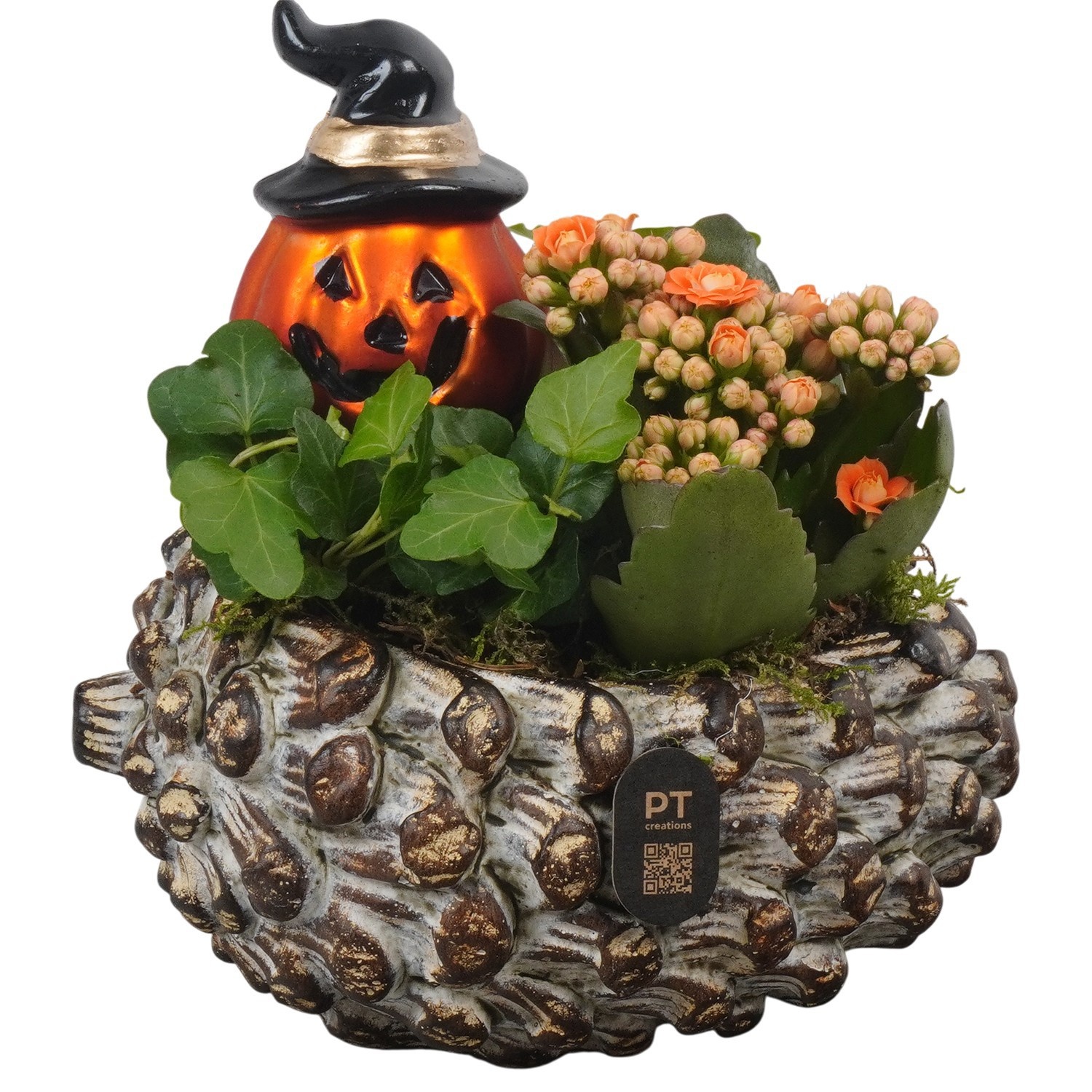 PTHL3512 Arrangement Halloween in beton eikel pot, D 16