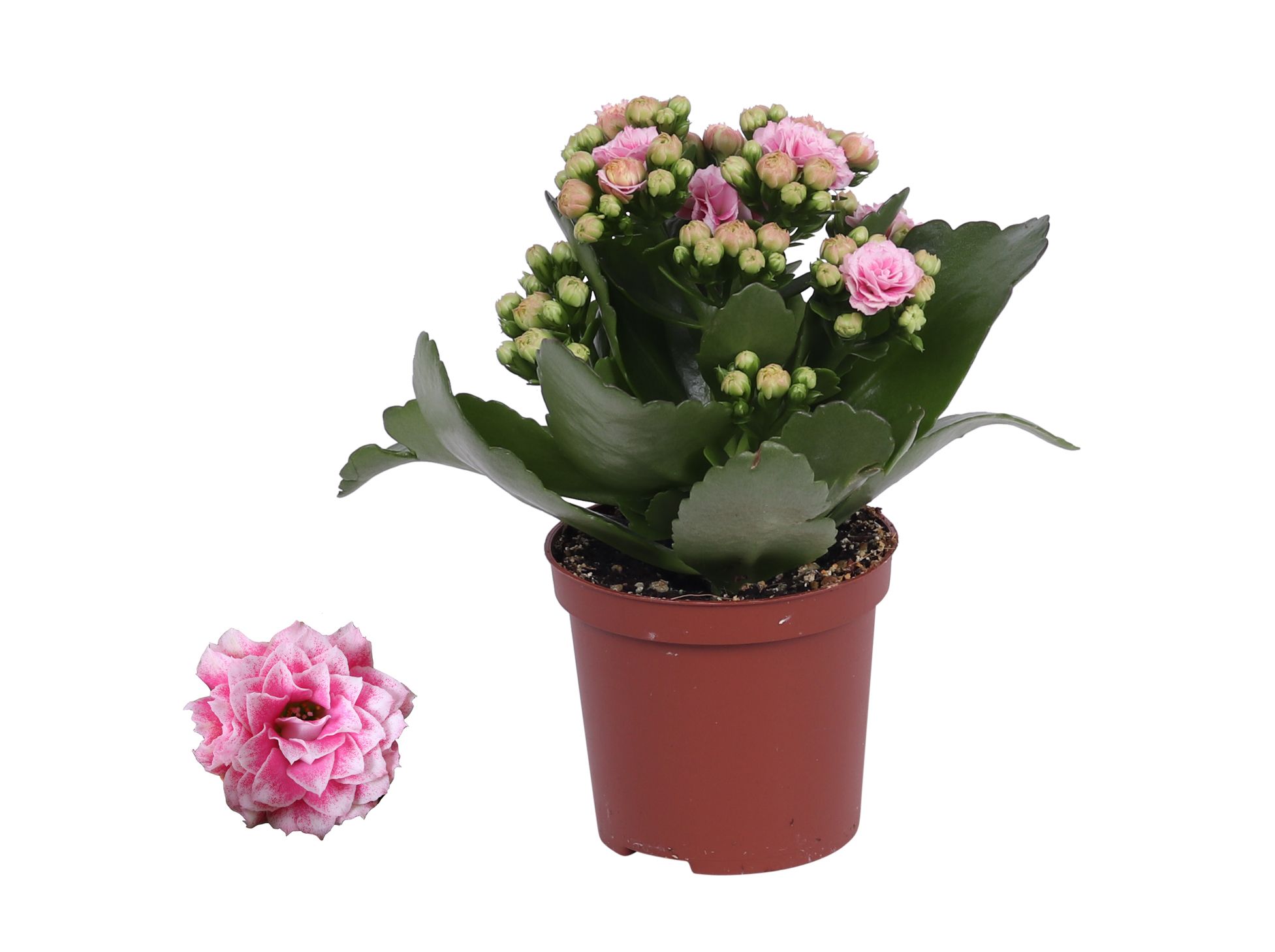 Kalanchoe Rosalina 07cm Don Alano wit/roze, Zonder hoes, D 7