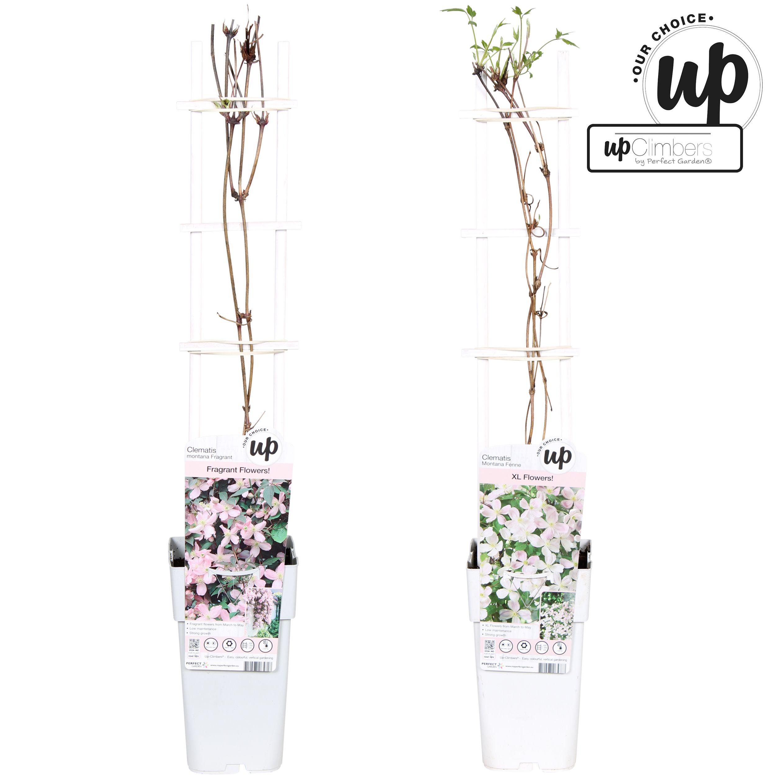 Clematis Montana Our Choice mix laag P15, D 15