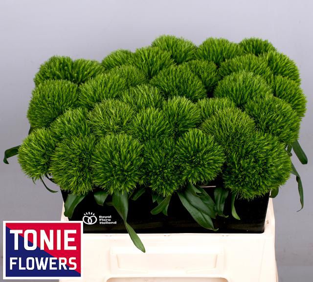 Диантус Барбатус Киви Меллоу 40, шт.