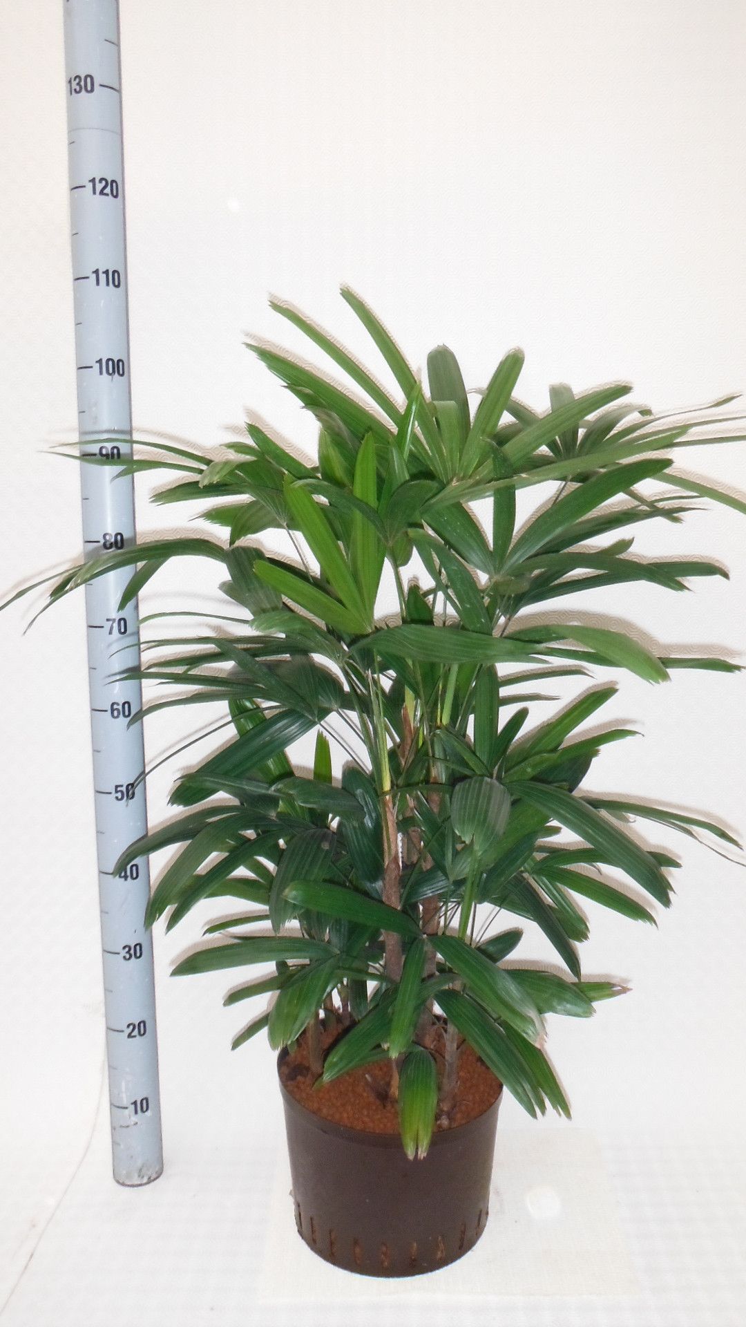 Rhapis excelsa hy, D 22