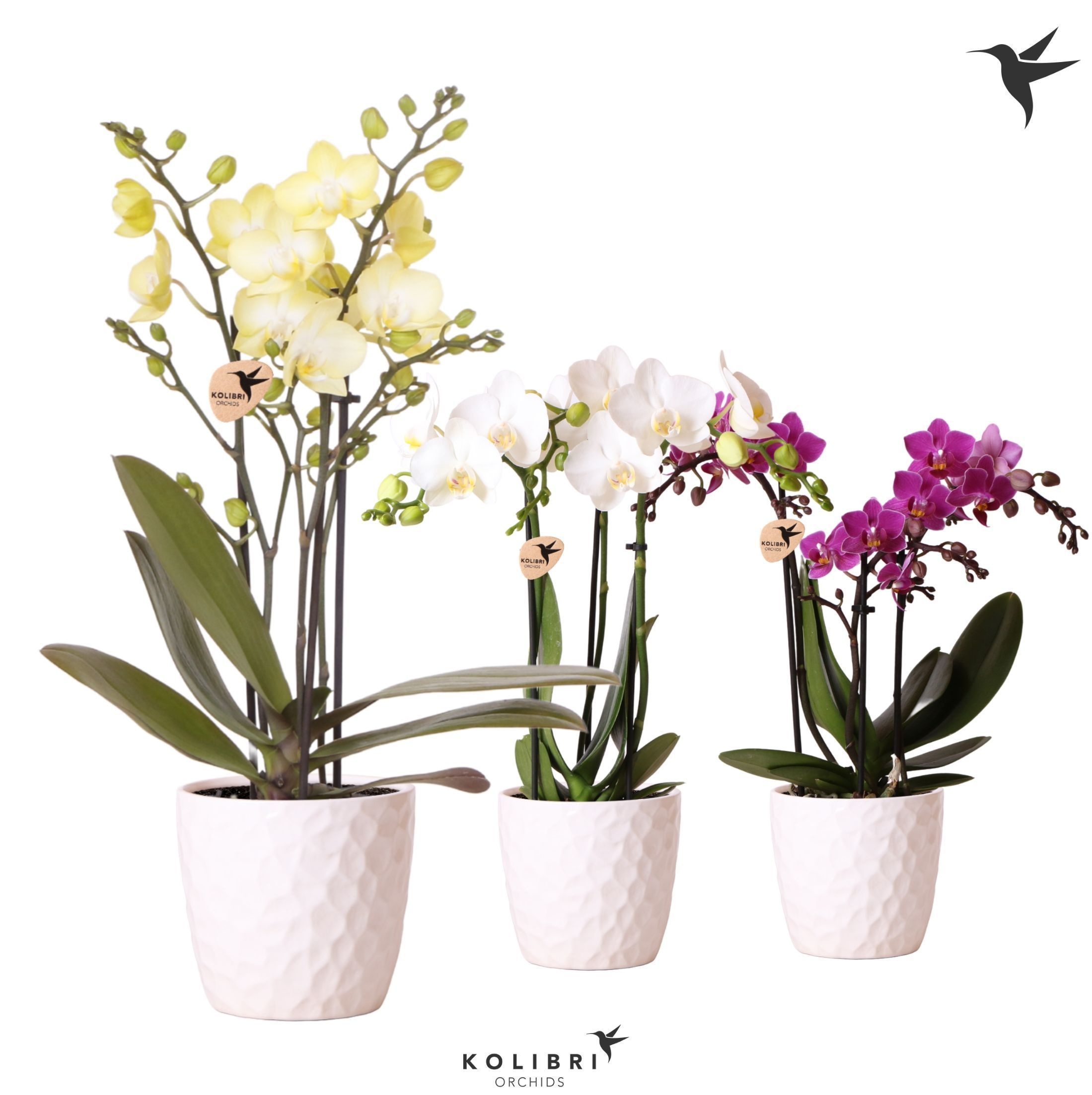 Kolibri Orchids Phalaenopsis mix 3 spike in Honey pot white, D 9