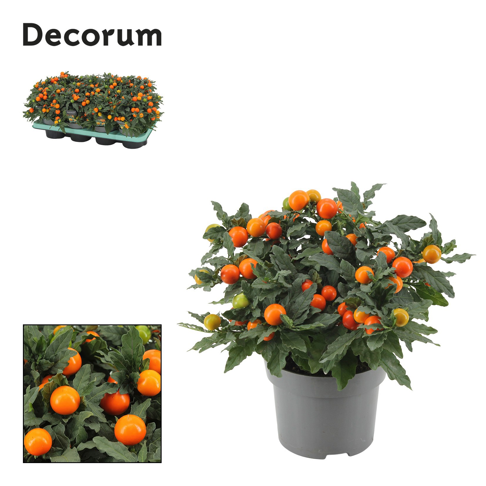 Solanum Mandarin P13 Decorum, D 13