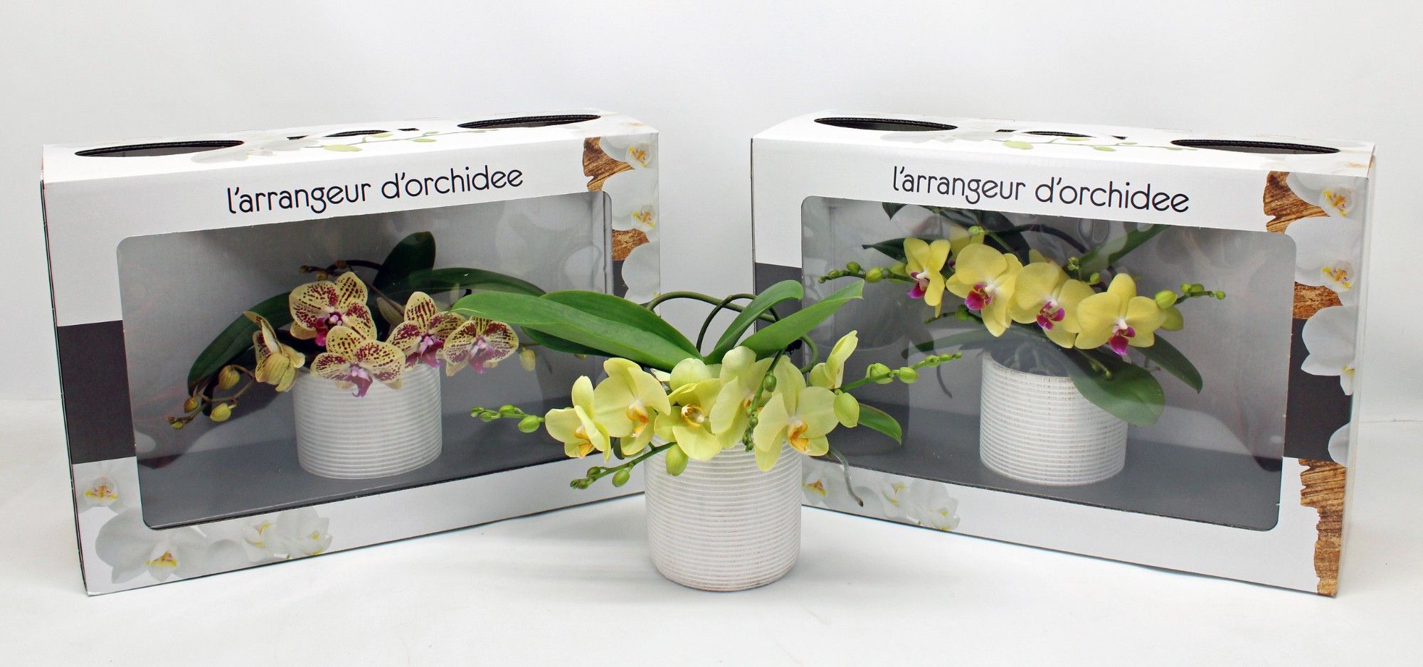 L'arrangeur D'orchidee GEEL (GROEN), D 12