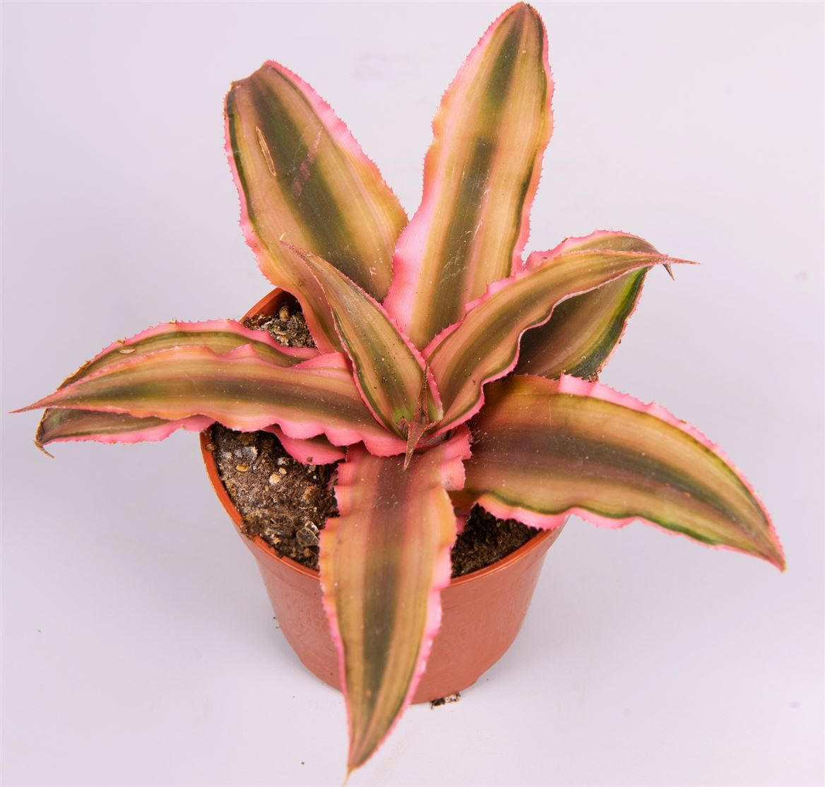 Cryptanthus biv. 'Pink Starlight', D 5,5