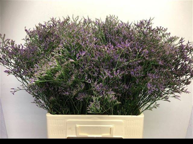 Лимониум Мейн Блю 70, шт.