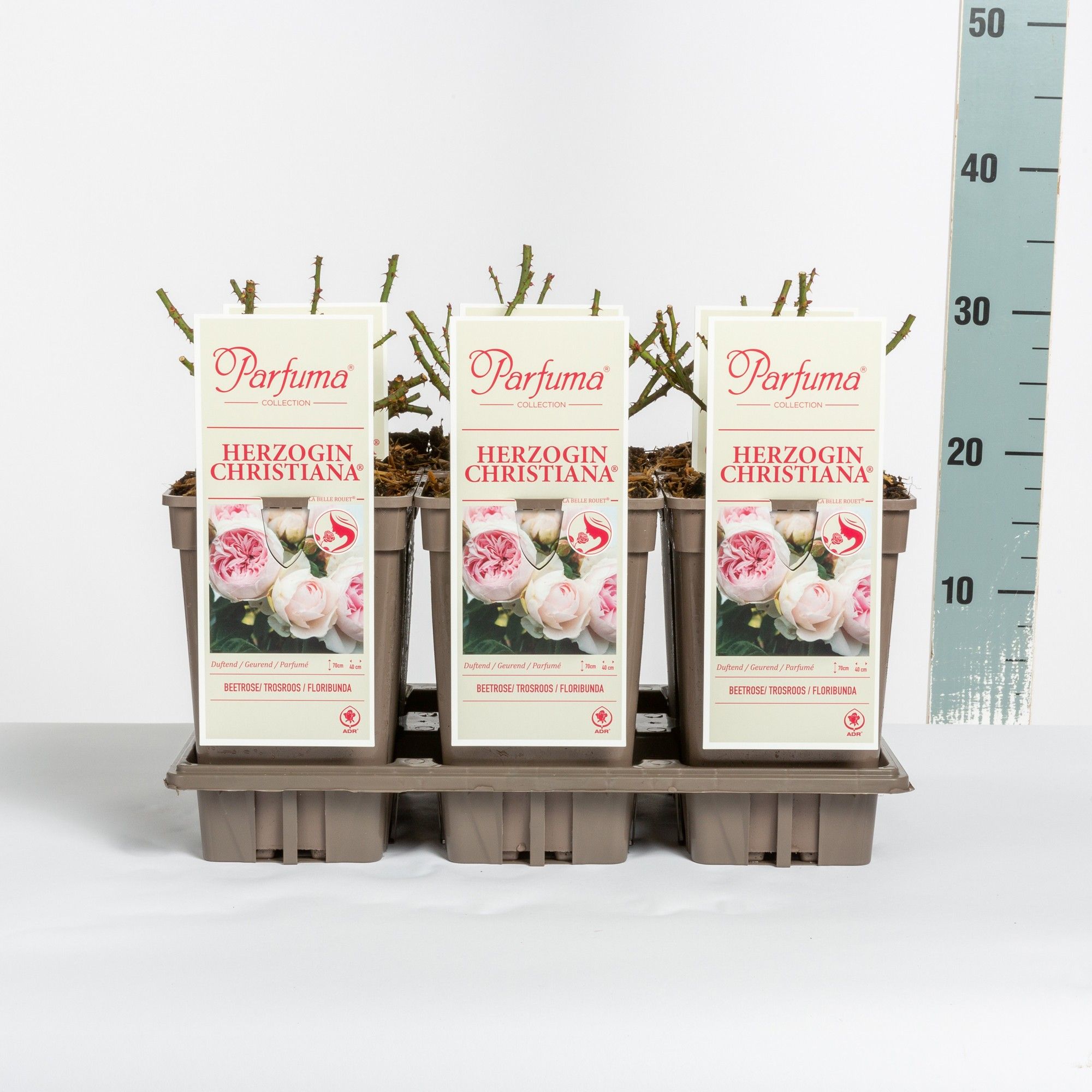 Rosa Parfuma (F) Herzogin Christiana ®, C3, D 17 cm