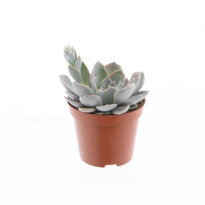 Echeveria Canadian, D 8,5