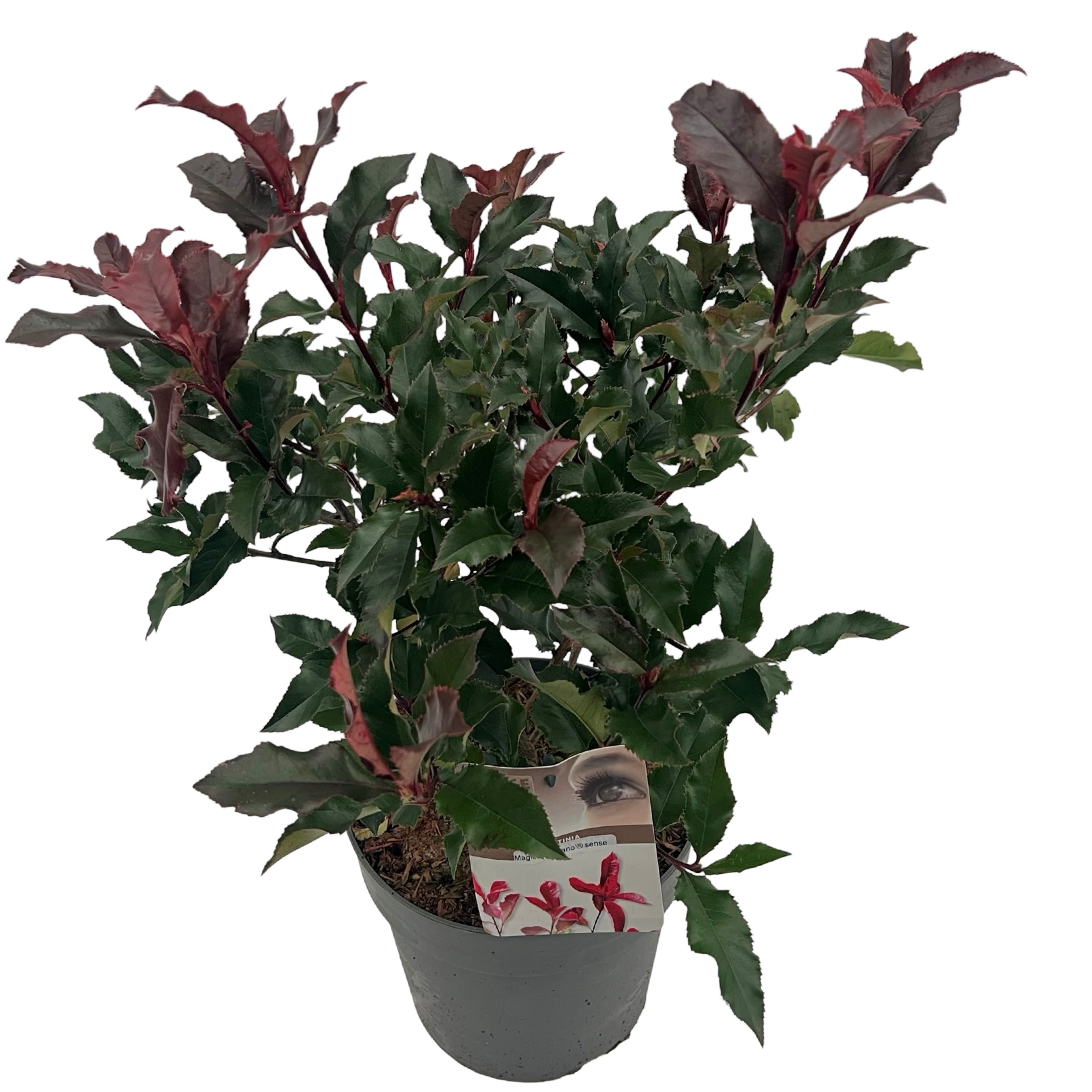 Photinia fras. 'Magical Volcano' ® sense, D 23