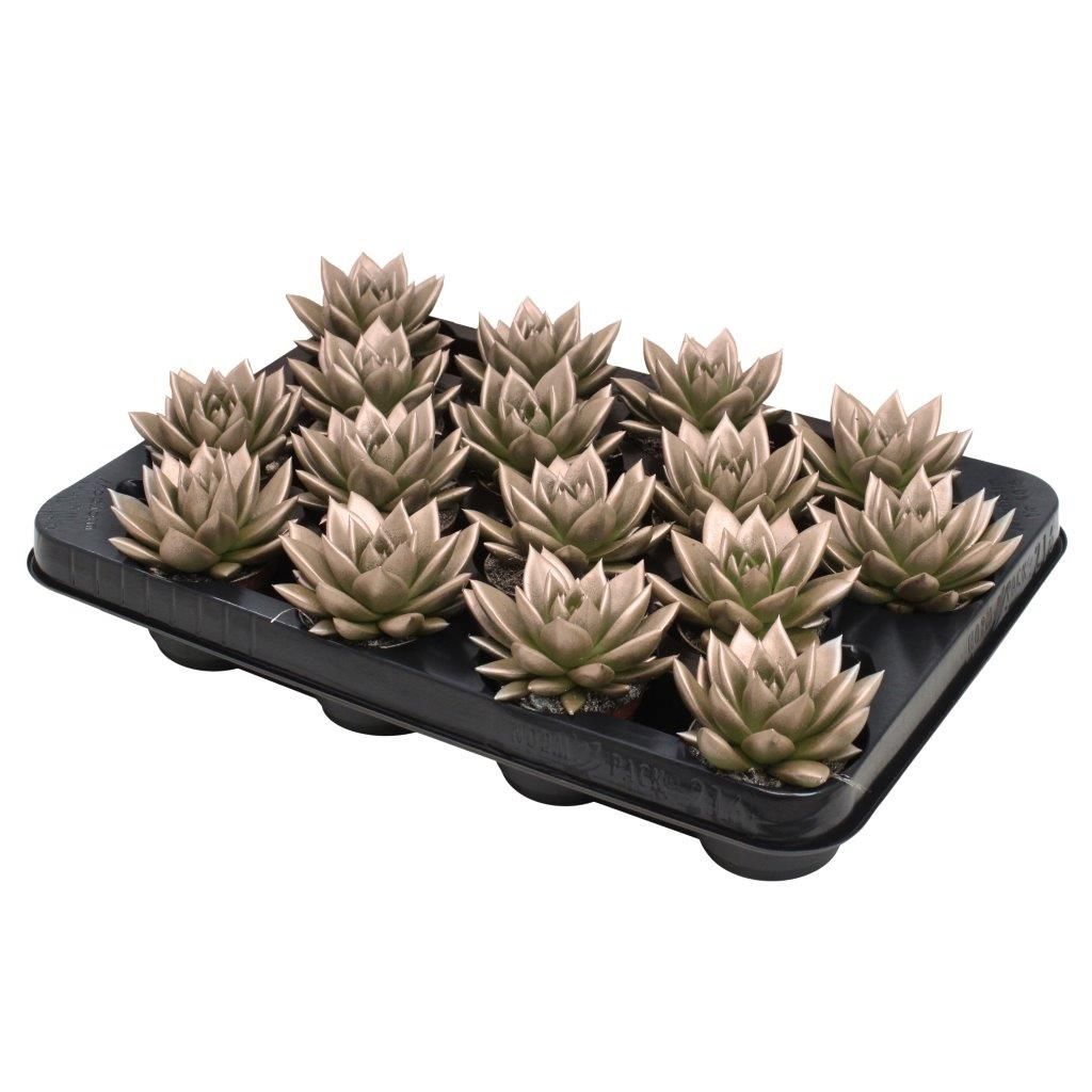 Miranda coloured metallic champagne, D 6