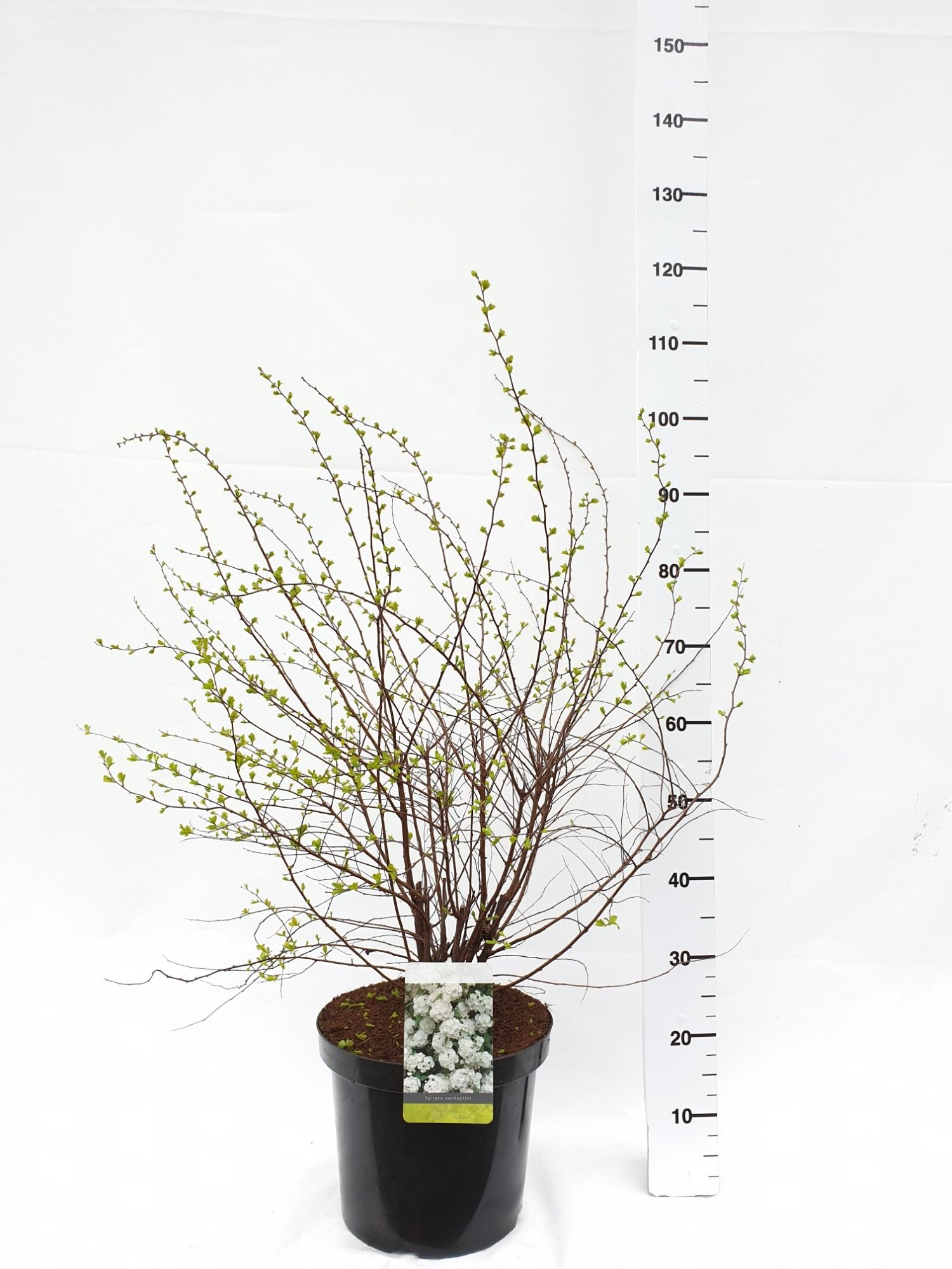 Spiraea vanhouttei, D 30