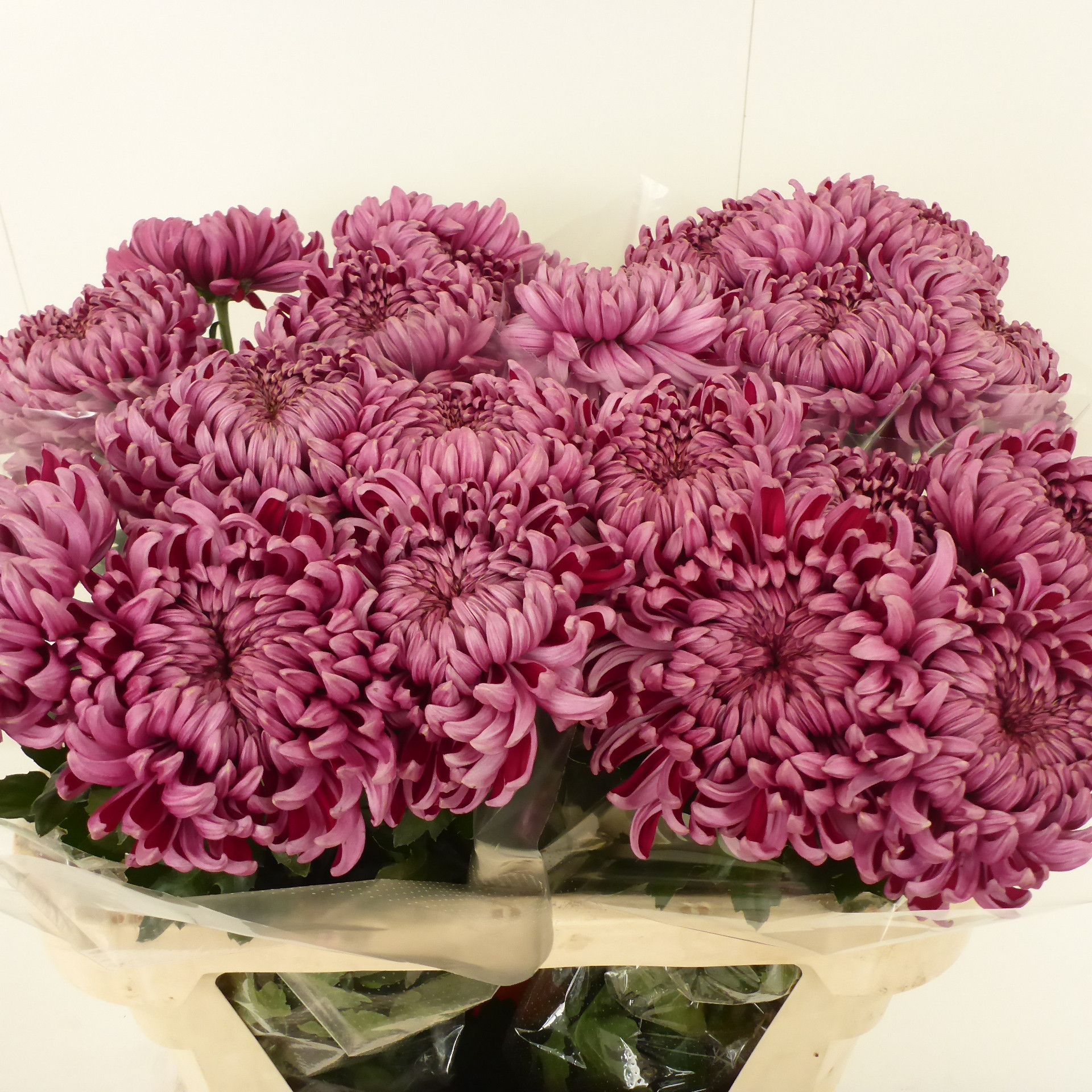 Хризантема од. Дэйли Миррор 75, шт.