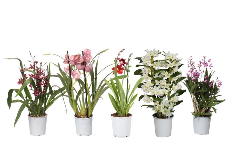 Orchideeen mix 2T ( 4 lg/dc ), D 12