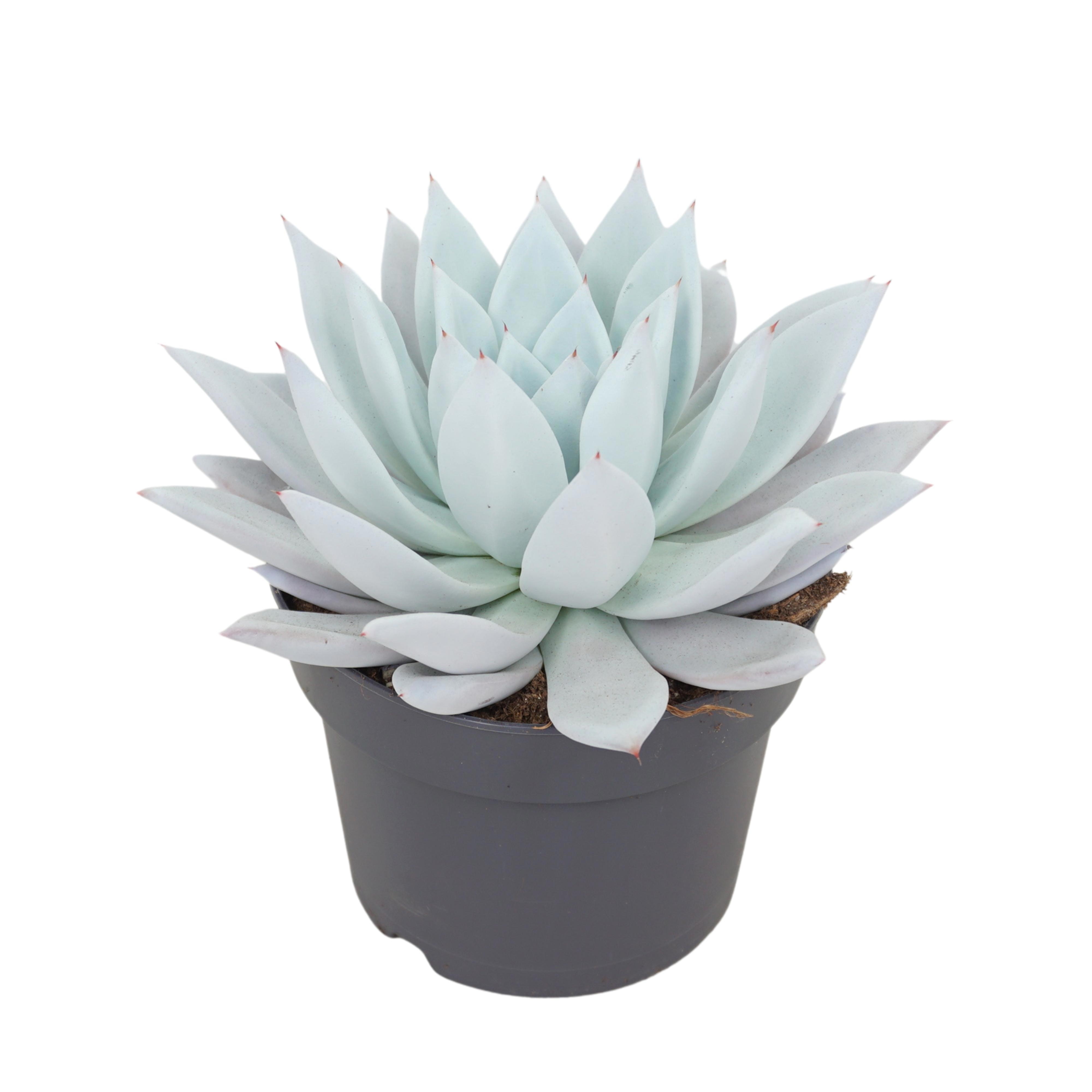 Echeveria mexican giant 17 cm, D 17 cm Echeveria mexican giant 17 cm, D 17 cm
