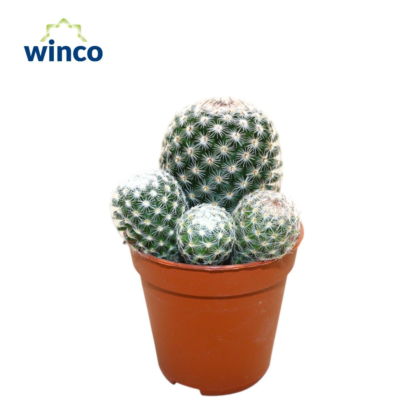 Mammillaria Matudae (Group), D 5,5 cm