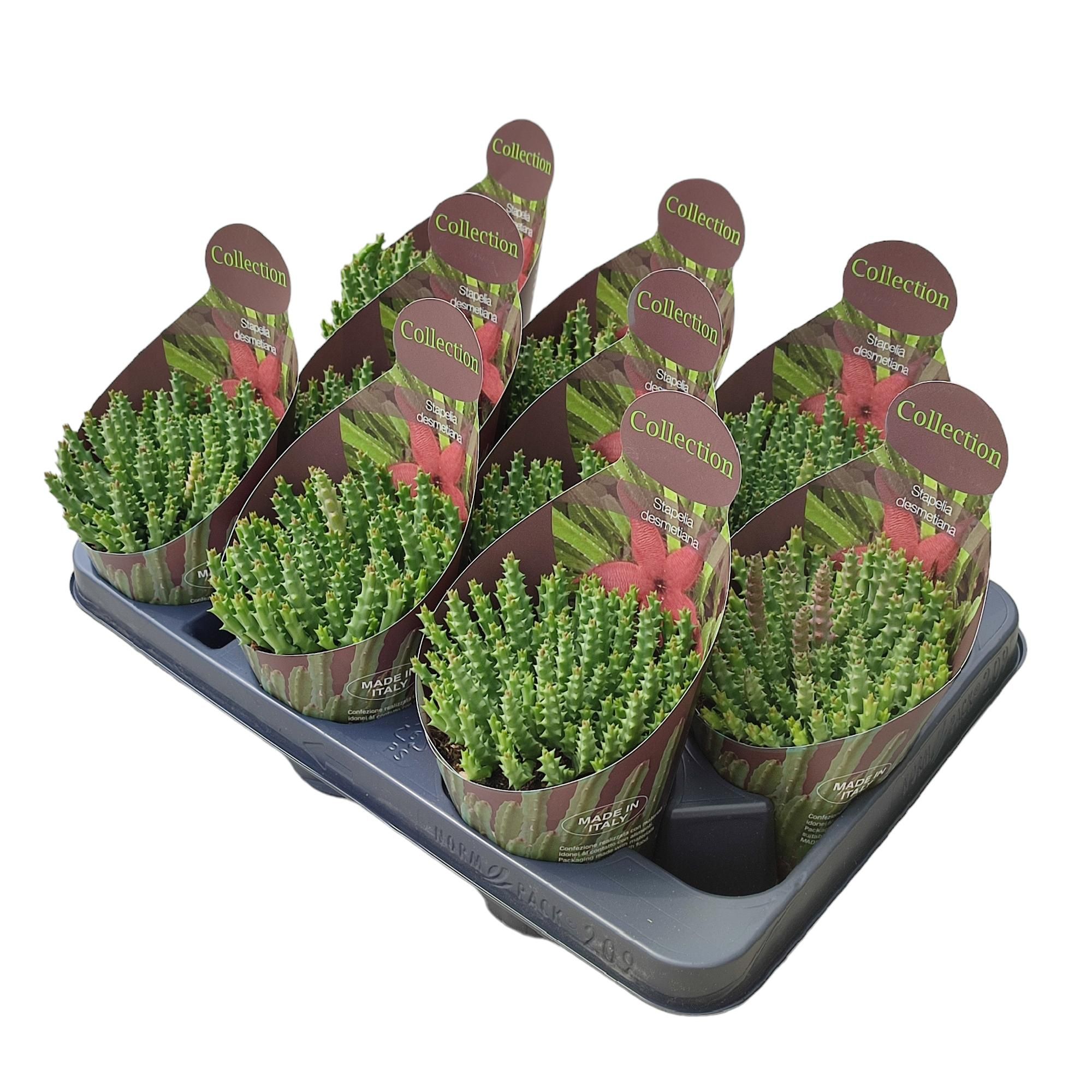 STAPELIA DESMETIANA - POT Ø 10,5 - COLLECTION WITH POTCOVER (SUCCULENTEN), D 10,5 cm