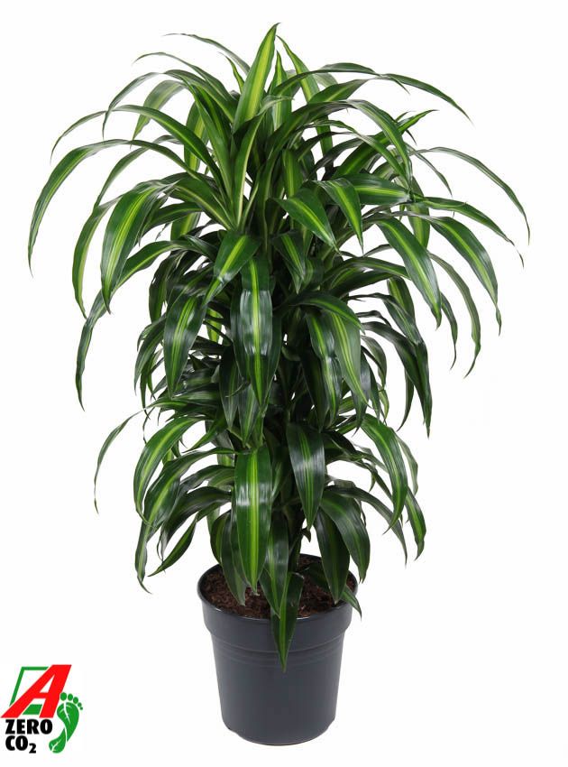 Dracaena Hawaiiana vertakt P27, D 27