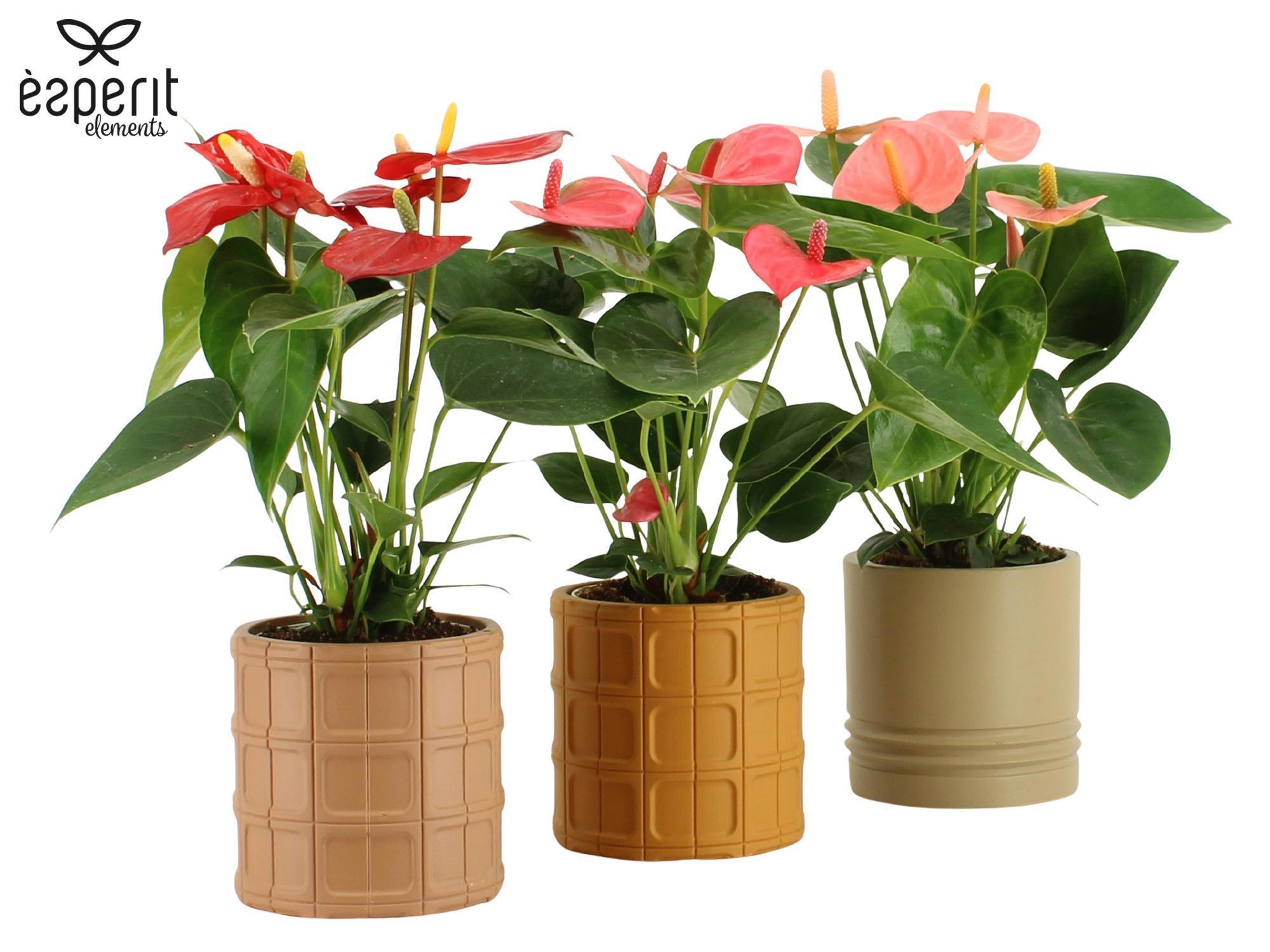 7504410: Solutionss Recreate, D 9