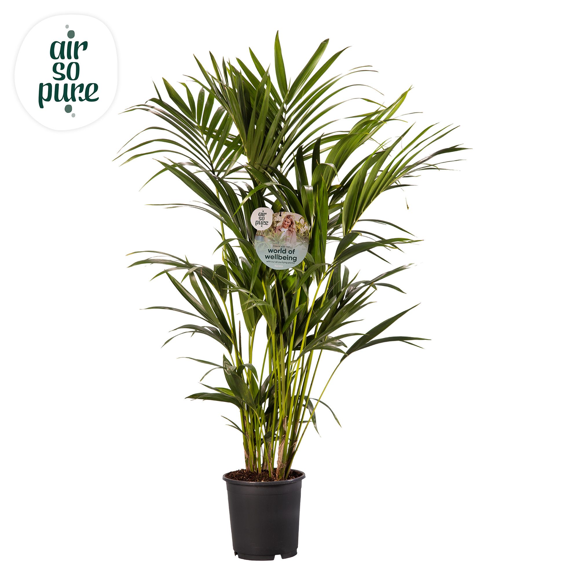 KENTIA - P24 H140 - 8PP - Air So Pure (Howea forsteriana), D 24
