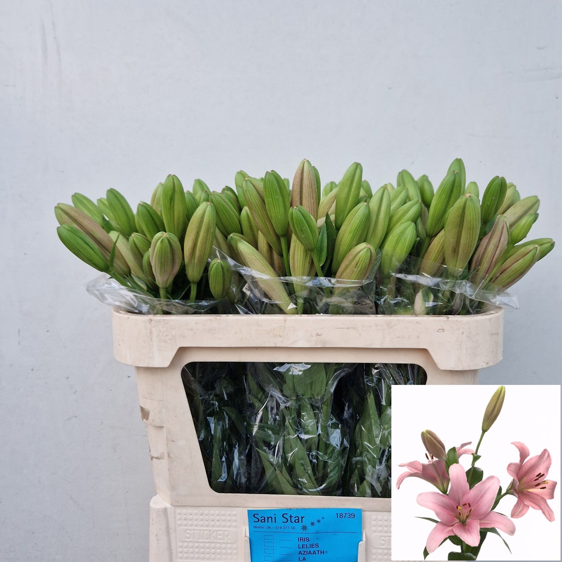 Лилия Бриндизи 80, шт.