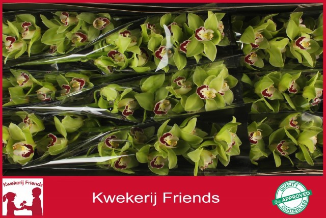 Цимбидиум Мачтелд x9 60, шт.