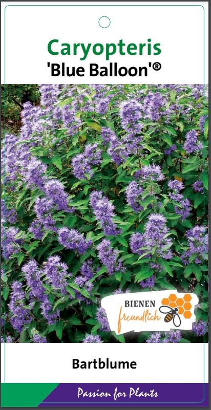 Caryopteris cland. 'Blue Balloon' C5, D 23 cm